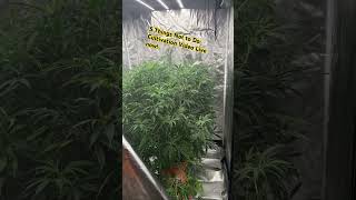 5 Things Not To Do Growing Cannabis #cannabiscommunity #growchannel #homegrown #plants