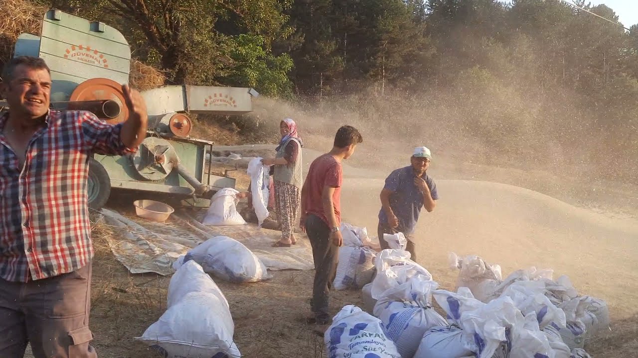 Kürendere köyünde ekin i Patoz  a verirken