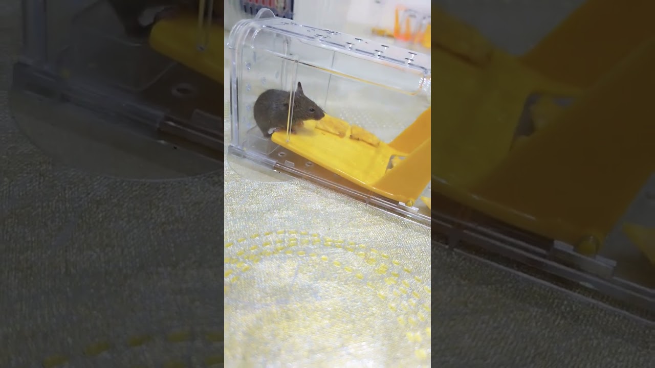Animal Friendly Mouse trap 🪤. Well Done to us.