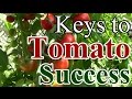 2 min tip our keys to tomato growing success