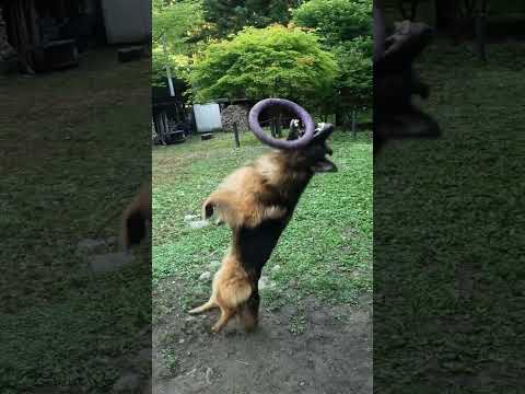 ジャーマンシェパード、バックフリップ（回転不足）