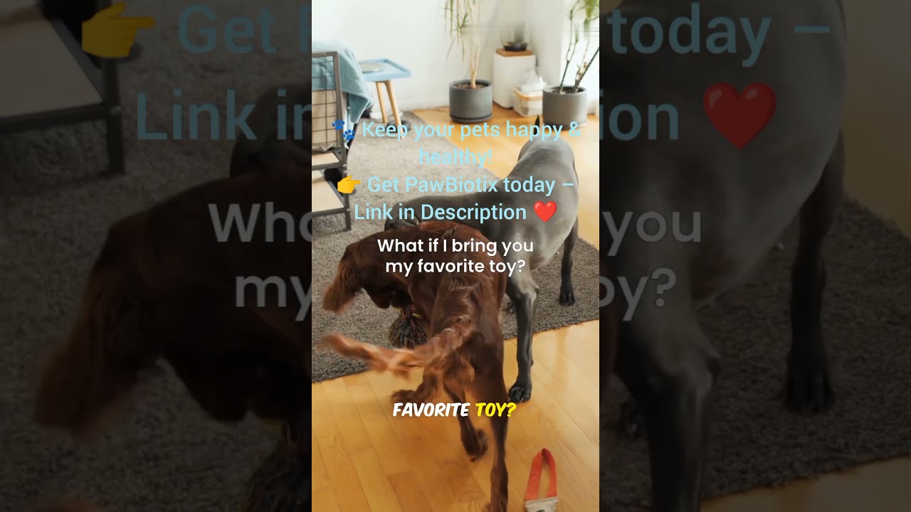 #cat #catshorts #cute 😹🐶 Funny Cat & Dog Singing Duet | Hilarious Pet Shorts 2025 🎶