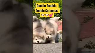 Double Trouble, Double Cuteness