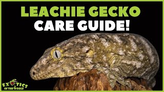 Giant Leachie Gecko Care Guide - How To Care For Your Giant Leachie Gecko