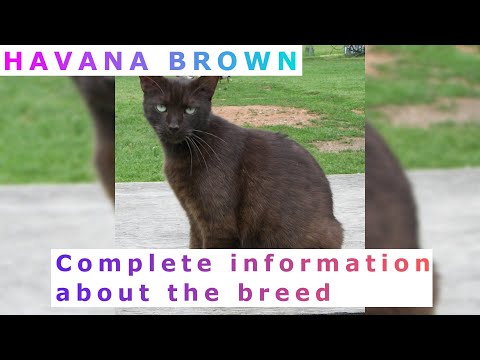Video: Havana Brown Cat Breed Hypoallergen, Gesundheit Und Lebensdauer