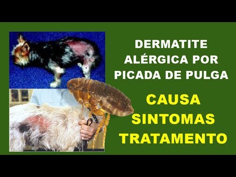 Vídeo: Dermatite Alérgica A Pulgas Em Cães: Sinais E Tratamento