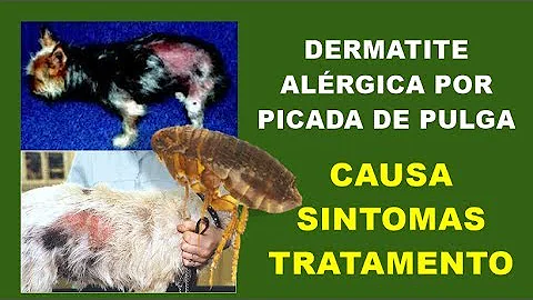 O que é bom para alergia de pulga em cachorro?