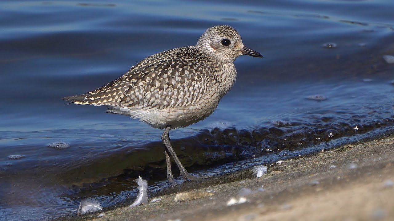 4K Siewnica bliziuteńko! / Grey plover up-close / Pluvialis squatarola