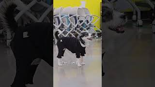 체스 (입양문의 02-921-2415) #동대문센터 #유기동물 #유기견입양 #강아지입양 #서울시립동물복지지원센터