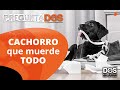 Cómo EDUCAR a un CACHORRO que muerde todo 🐶😅