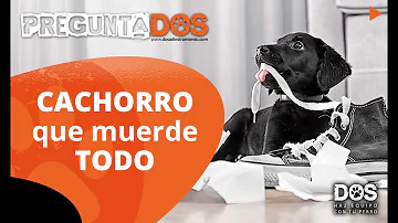 ¿Cómo se disciplina a un cachorro que muerde?