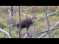 Moose Hunter Taking Shrapnel From Multiple Shots