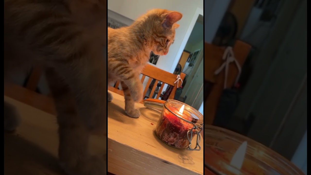 WHY IS IT ALWAYS THE ORANGE CATS?!? 😂 😂 😂 