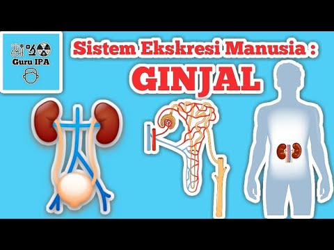 Struktur dan Fungsi Organ Ginjal Pada Sistem Ekskresi Manusia Serta Proses Pembentukan Urine