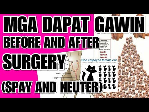 Video: Ang pag-aalaga ng wastong pag-aalaga ng iyong pusa pagkatapos ng pag-spaying