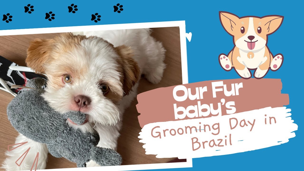 Our Fur Baby’s Grooming Day in Brazil 🇧🇷 Dog grooming 🐶 YouTube