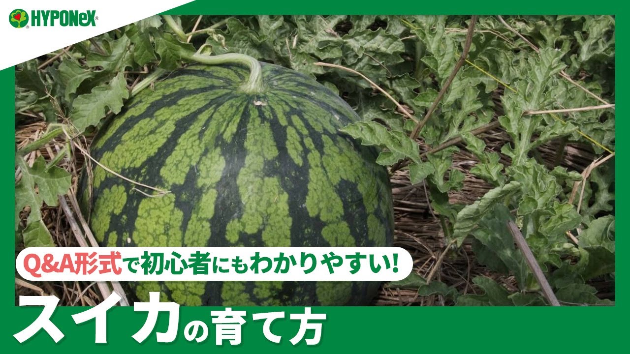 家庭菜園 夏にぴったりのスイカを家庭菜園で育ててみよう