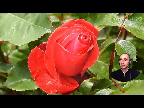 Проповедь. Интересные Истории Из Жизни Великих Людей - Ж. Верн.