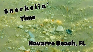 Snorkeling & Virtual Shelling Navarre Beach Part Two