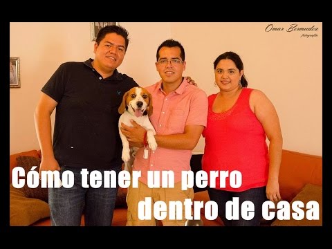 Video: Cómo evitar sobrealimentar a un cachorro