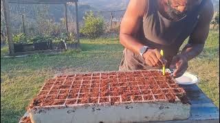 starting Seedlings from Seeds #gardening #garden #homegrown