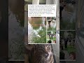 Fake alligator lawn ornament nearly gave a whole fire crew a heart attack #TooFunny