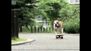 En Akıllı 10 Hayvan Biyoloji Dersi