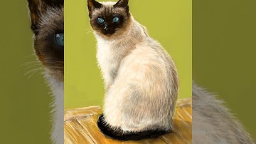 How to draw Siamese Cat