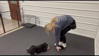 Rocky- Transitional training showcase video
