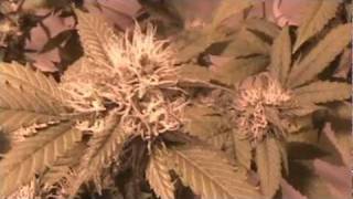 Medical Marijuana - MMJ - Spoetnik #1 - Day 27 - The Wet Look!