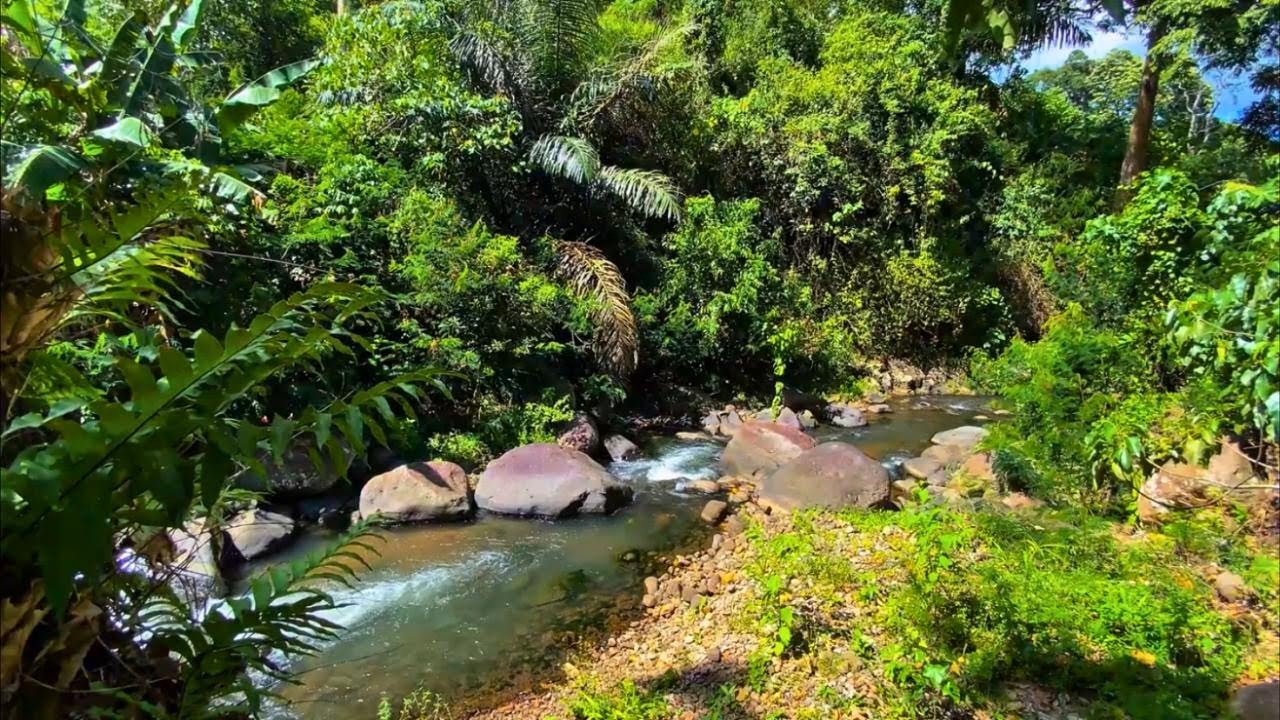Lush Green Forest River Flowing Gently Over Stones for Deep Relaxation | Planet Walungan