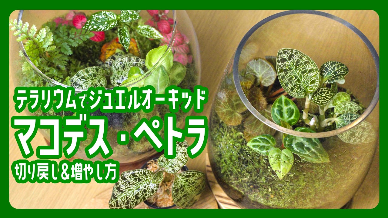 テラリウム】放置で育成！ジュエルオーキッド（マコデス・ペトラ）の
