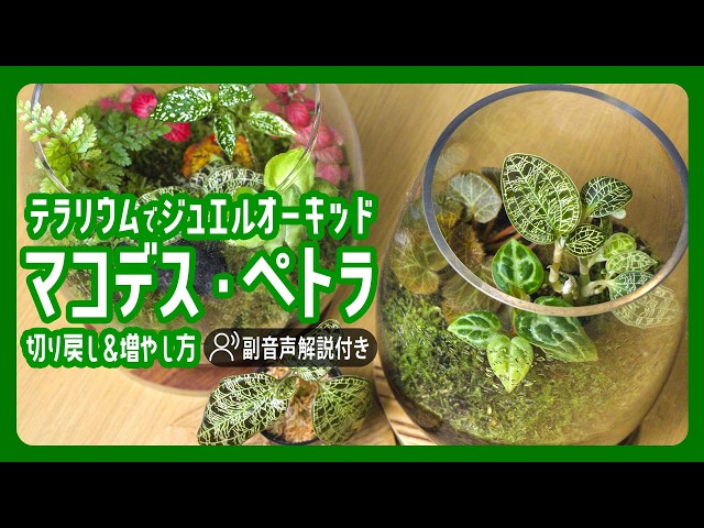 テラリウム】放置で育成！ジュエルオーキッド（マコデス・ペトラ）の