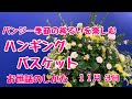 薔薇グリーンアイスとパンジー季節の移ろいを楽しむハンギングバスケット お世話のしかた