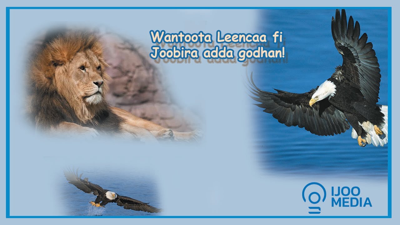 Amaloota eenyummaa Joobiraa mul'isan keessa muraasa  #Subscrib_Like_shre