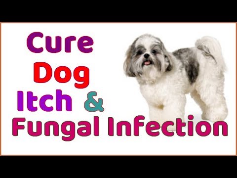 how-to-cure-dogs-itch-&-fungal-infection-🐶