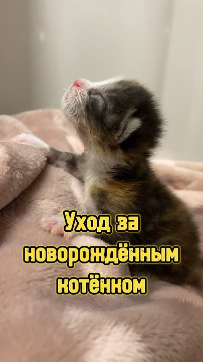 Уход за новорождённым котёнком 🍼 #питомцы #котенок #новорожденный # ...