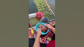 Câu Mồi To Thì Được Cá Gì - Câu Cá Giải Trí #Short