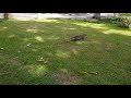 Take A Walk with Common water monitor  大トカゲと散歩してみた