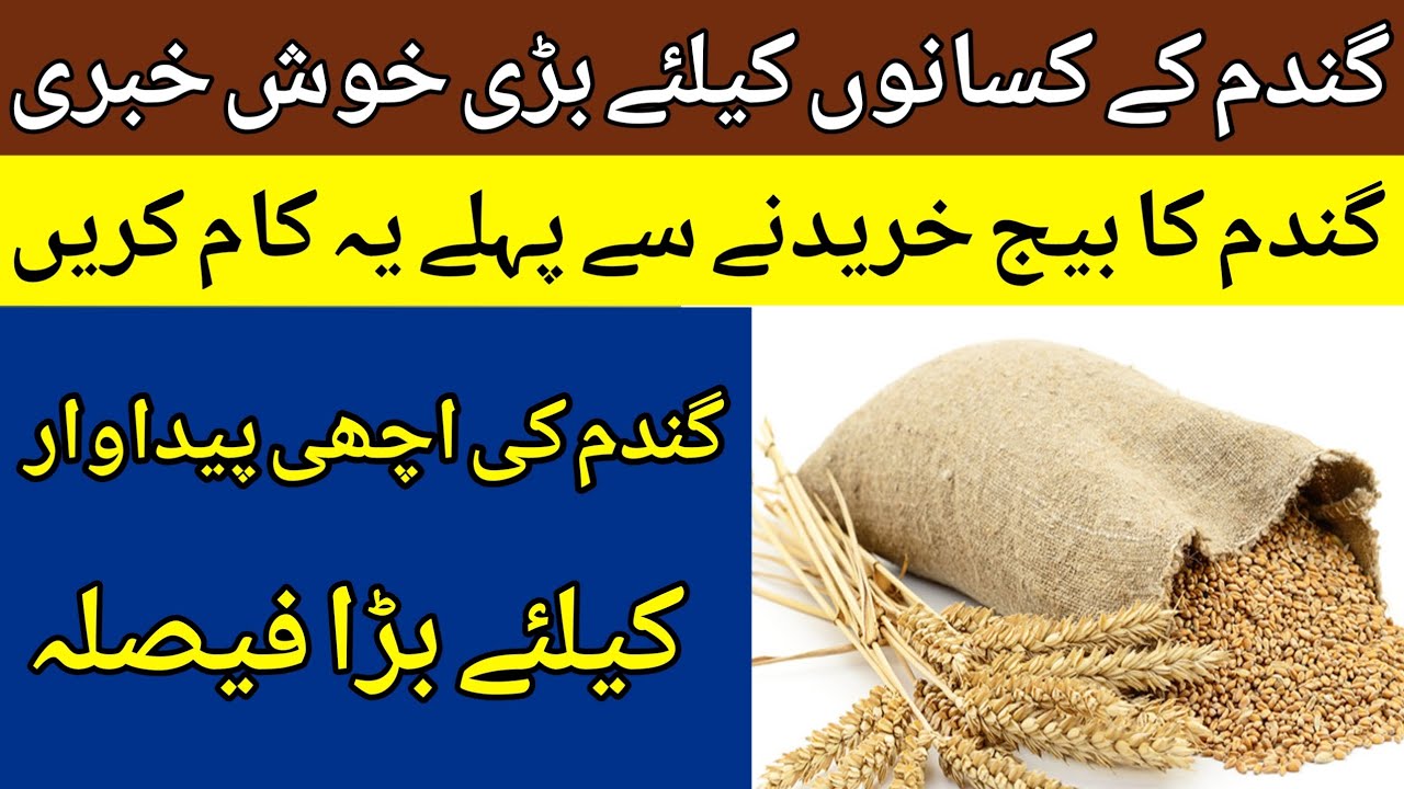 Good News For Farmers Subsidy For Wheat Farmers Subsidy on Wheat
