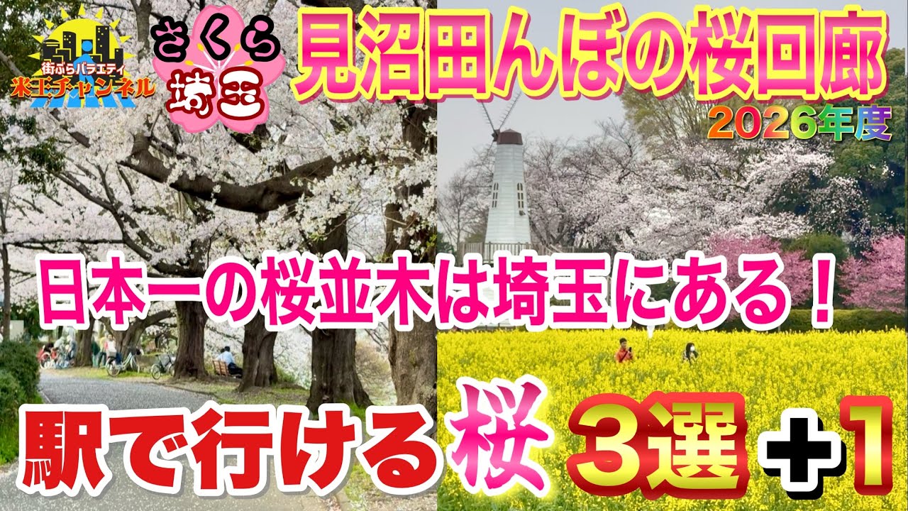 Sakura, Saitama] Top 3 Recommended Cherry Blossom Spots in Minuma