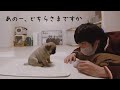 赤ちゃんパグが男一人暮らしの家にきた初日、お互いどうしたらいいかわからず困惑する様子