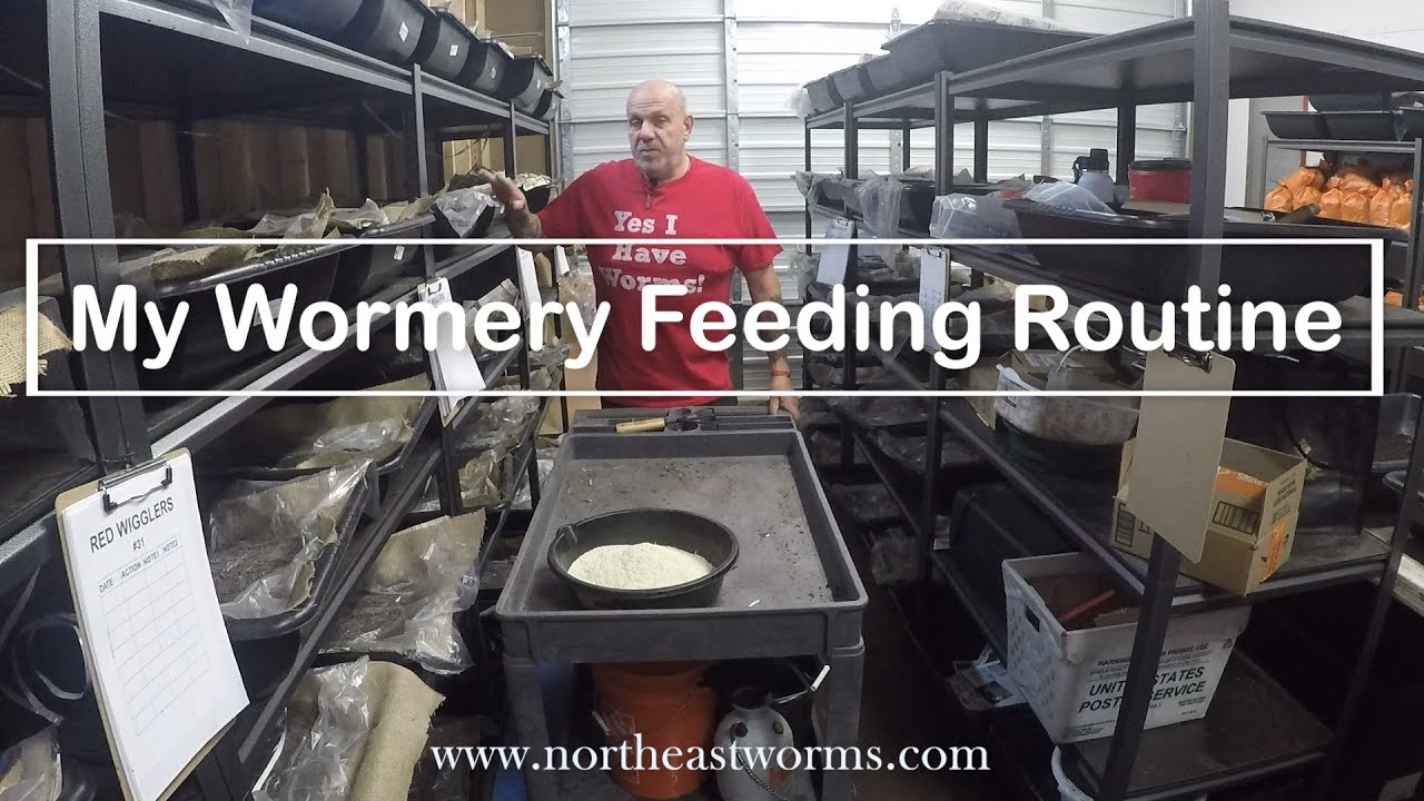 My wormery Feeding routine. How I feed My worms, what I feed and how