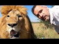 Let's Stop Lion Petting Facilities | The Lion Whisperer