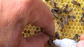 Пчела и Пасечник