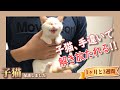 子猫、先住猫と直接対面 - ミルクティーのような子猫♀を保護しました【1ヶ月と3週間】