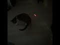 Trixie and Toothless chasing the red dot