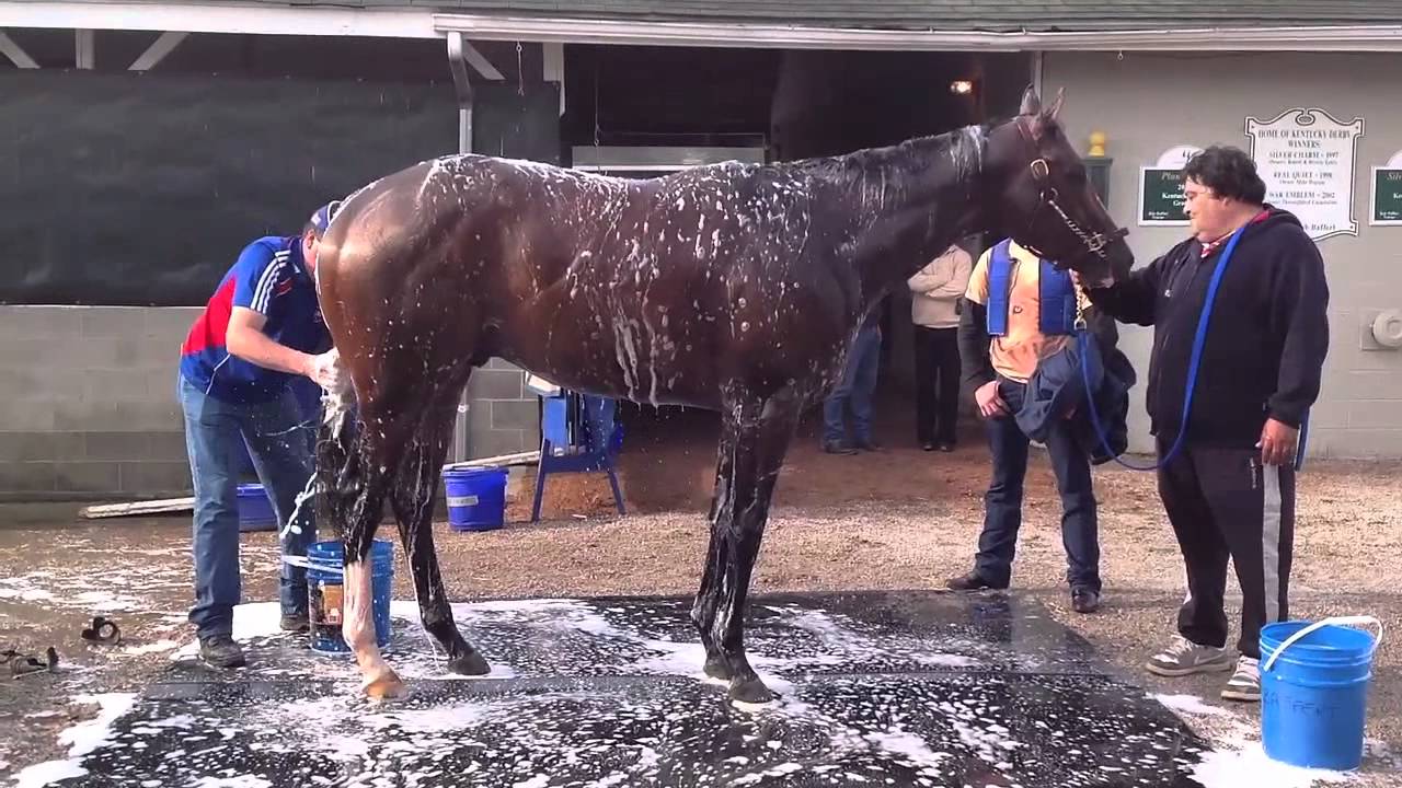 Bodemeister gets a bath after his workout