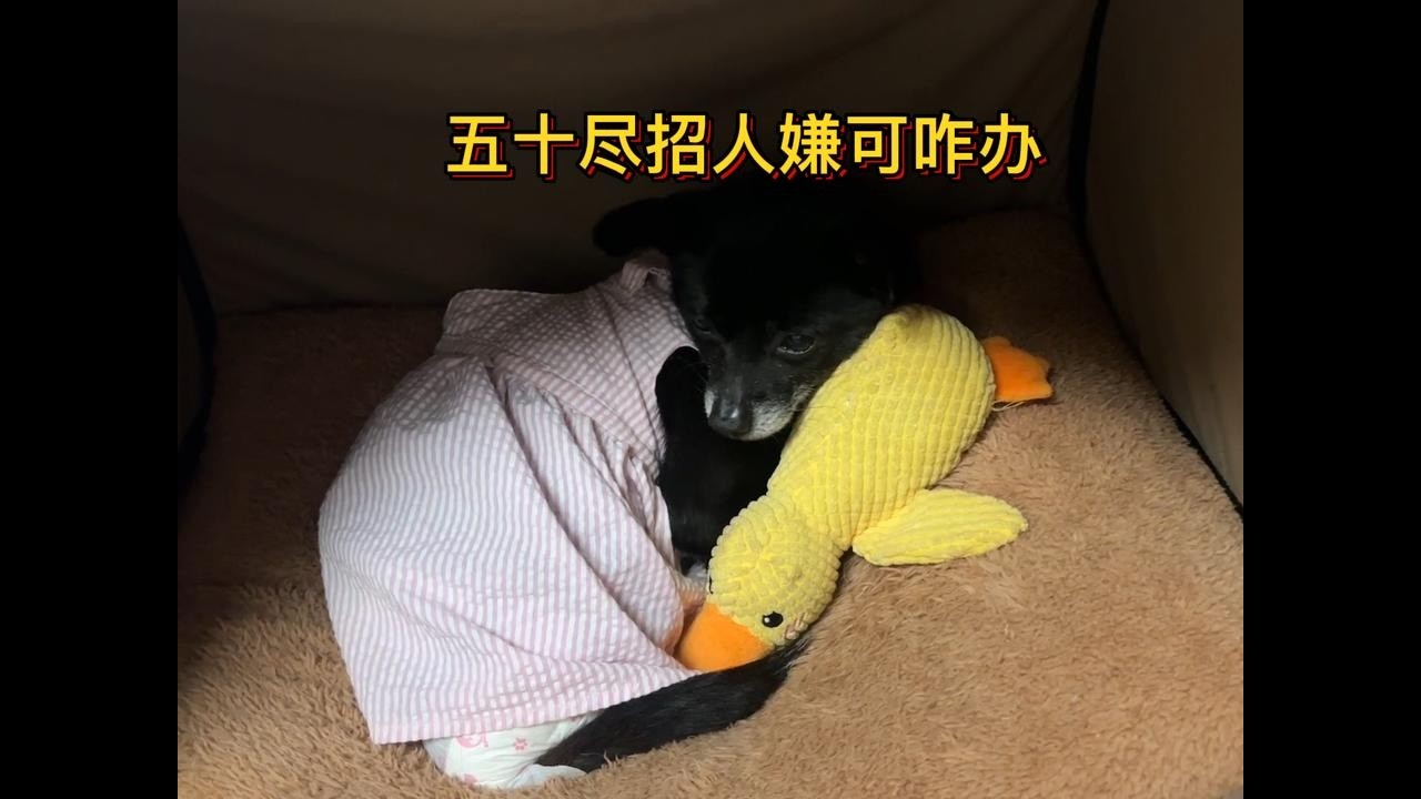 收养的小流浪狗聪明可爱活泼好动，正值贪玩年纪，尽招人嫌可咋办