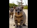 Quokkas #science #dnasequencing #biology #facts